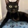 Dilly [Special Needs/Permanent Foster] - Photo 2
