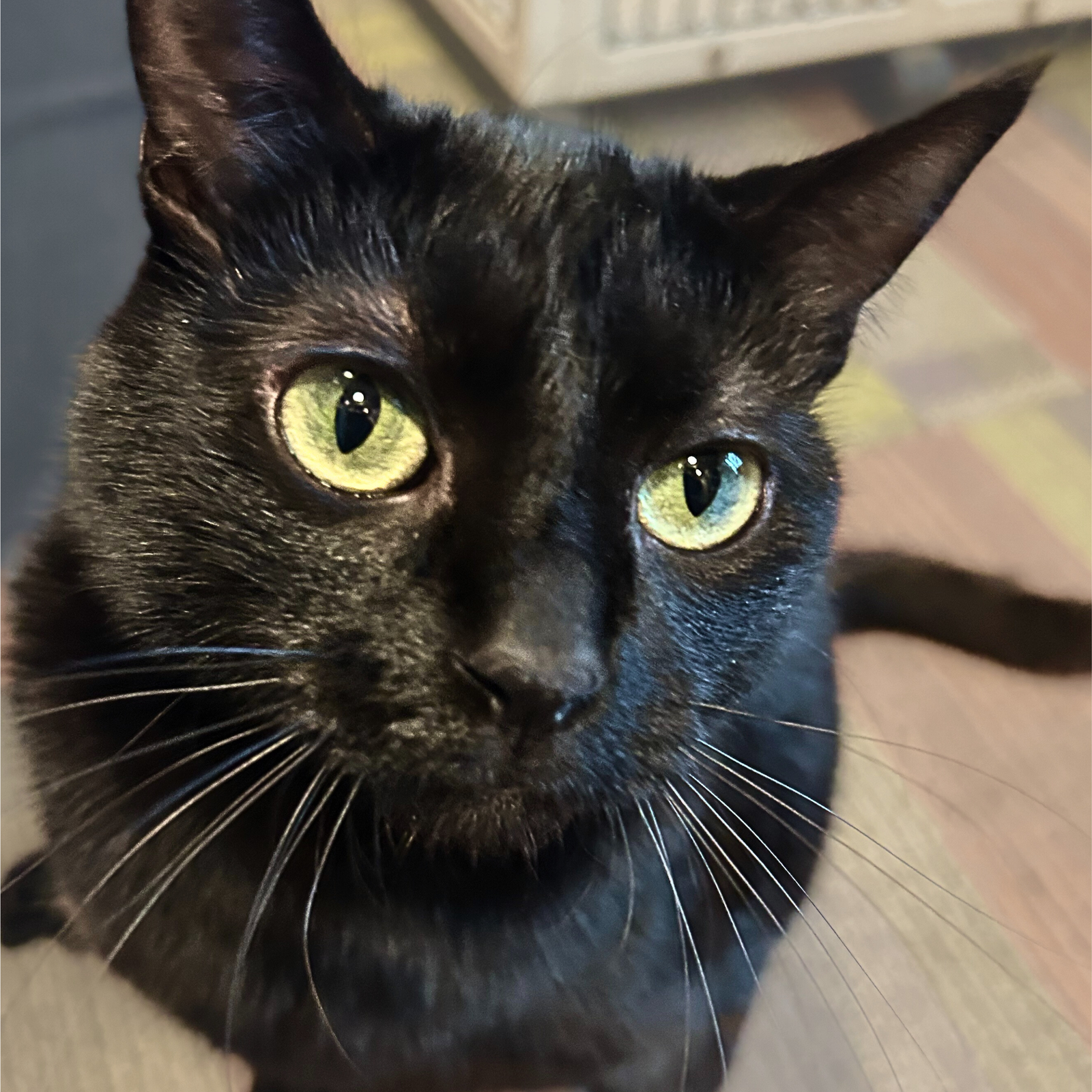 Dilly [Special Needs/Permanent Foster]