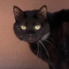 Dilly [Special Needs/Permanent Foster] - Photo 4