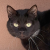 Dilly [Permanent Foster] - Photo 1