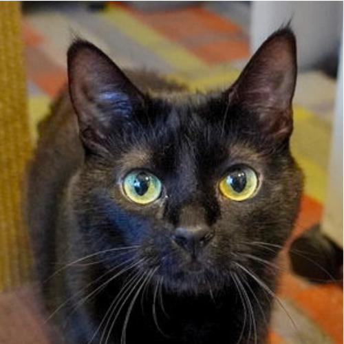 DILLY [PERMANENT FOSTER] - Domestic Short Hair available for adoption