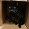 Dilly [Permanent Foster] - Photo 3