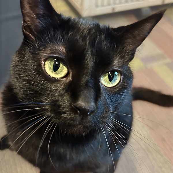 Dilly [Permanent Foster]