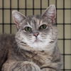 adoptable Cat in sf, NM named Reyna