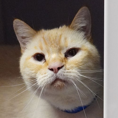 picture of the cat needing adoption