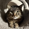 adoptable Cat in , NM named Buster