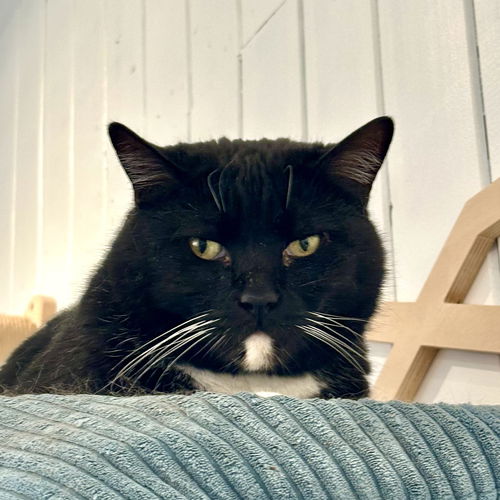 picture of the cat needing adoption
