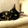 adoptable Cat in sf, NM named Margarite