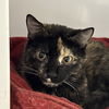 adoptable Cat in sf, NM named Lil Peaches