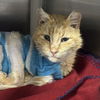 adoptable Cat in sf, NM named Fernando