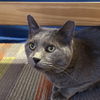 adoptable Cat in sf, NM named Cyrus