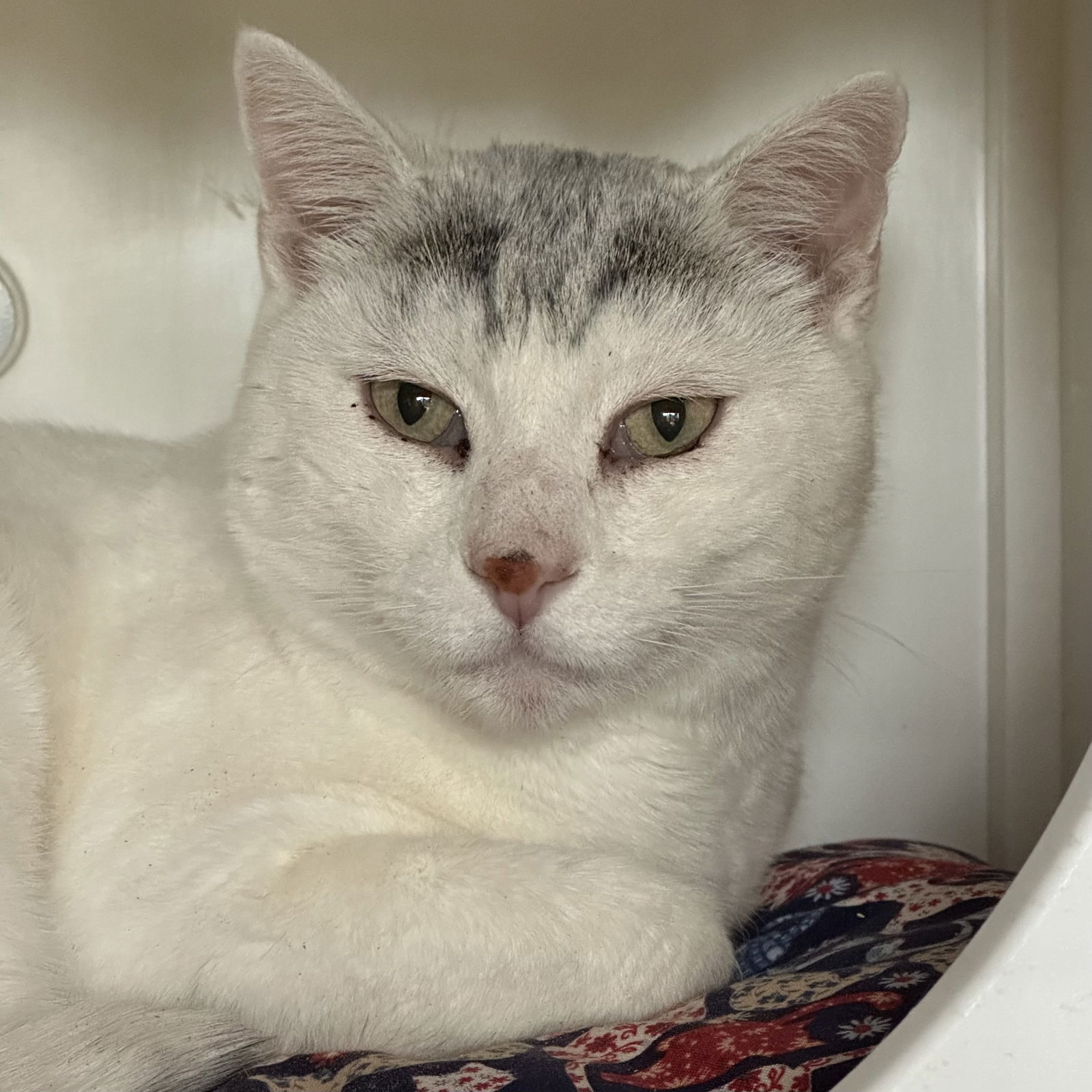 adoptable Cat in SF, NM named Cody