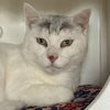 adoptable Cat in sf, NM named Cody