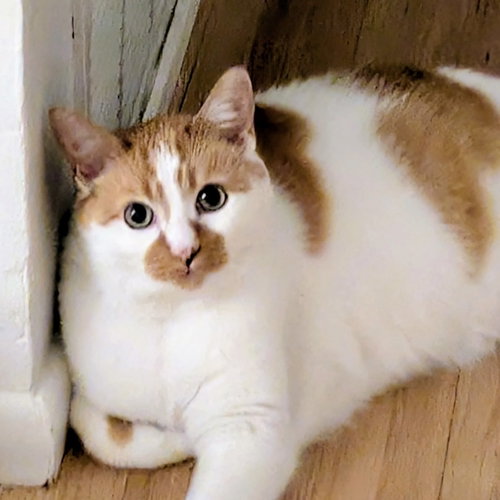 Caz, an adoptable Domestic Short Hair in Santa Fe, NM
