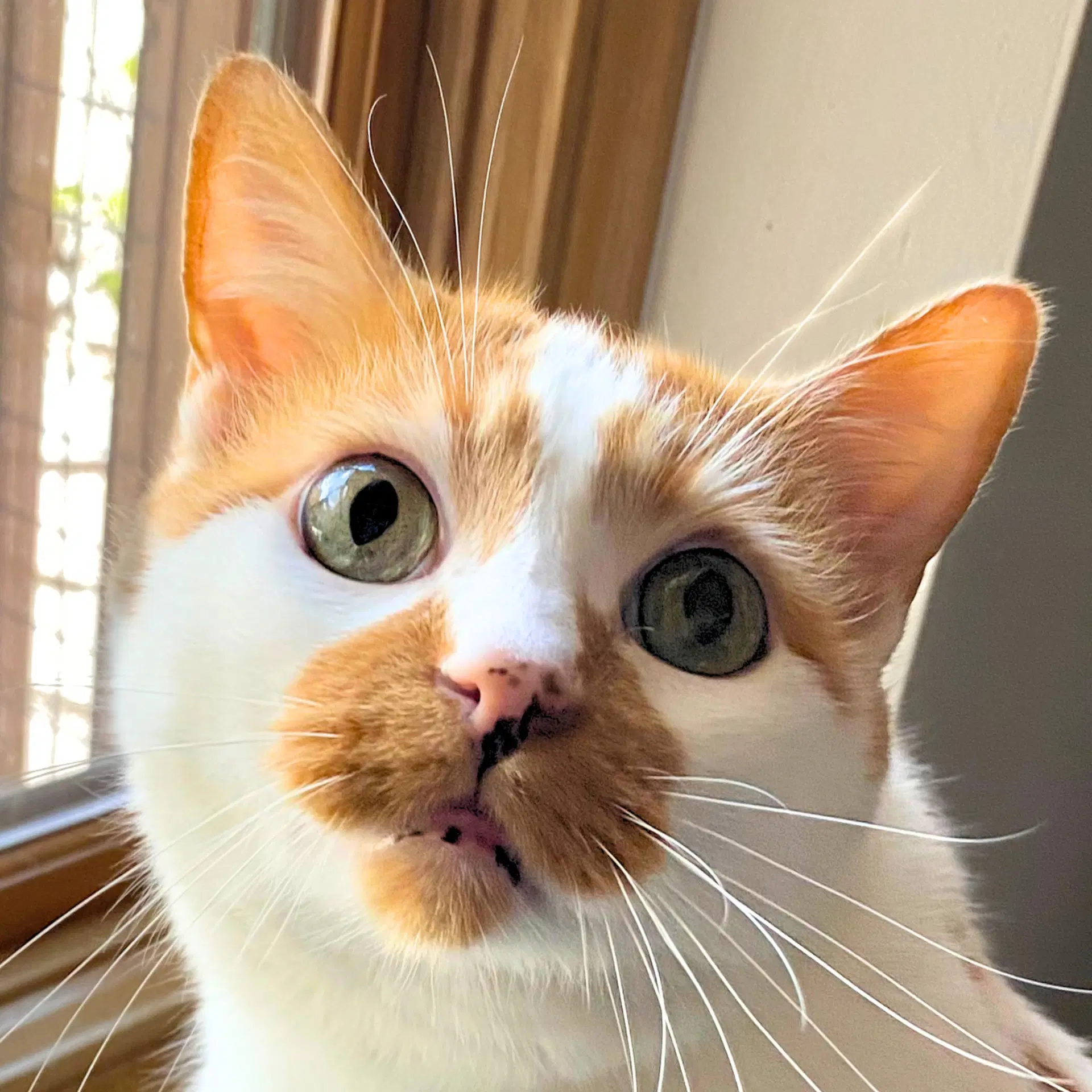 Caz - Domestic Short Hair