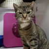 adoptable Cat in sf, NM named Clea