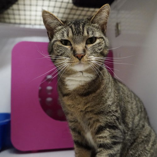 picture of the cat needing adoption