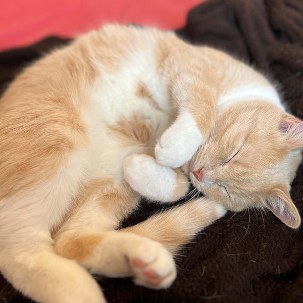 Creamsicle