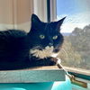 adoptable Cat in sf, NM named Raisin [Permanent Foster]
