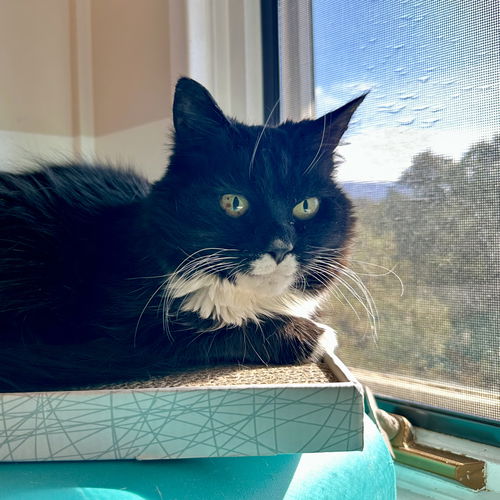picture of the cat needing adoption