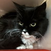 Raisin [Permanent Foster] - Photo 2
