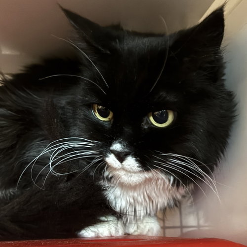 RAISIN [PERMANENT FOSTER] - Domestic Medium Hair available for adoption