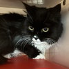 Raisin [Permanent Foster] - Photo 3