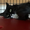 Raisin [Permanent Foster] - Photo 4