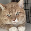 adoptable Cat in , NM named Boba