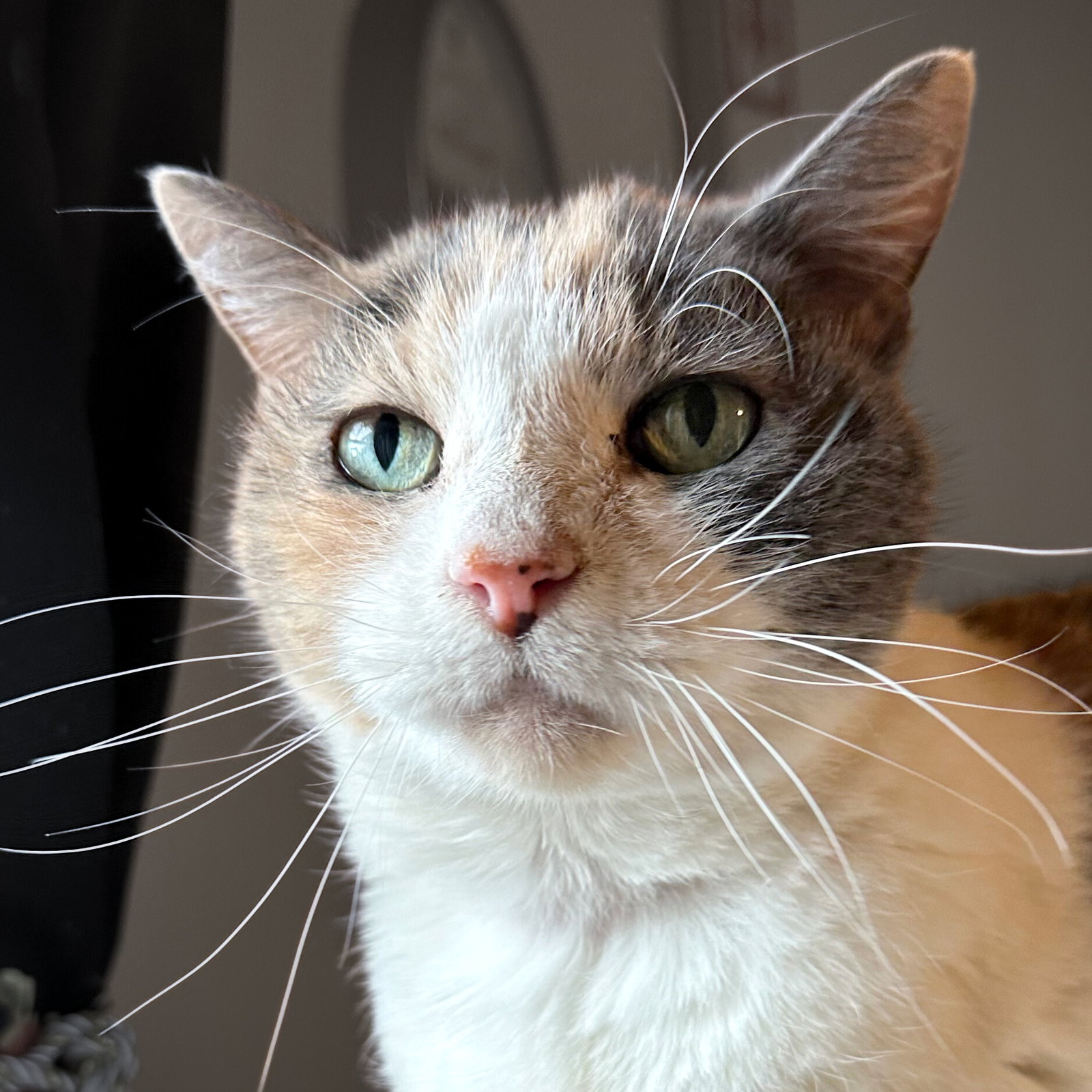 Kitty Kiki Image