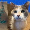 Kitty Kiki [Permanent Foster] - Photo 2