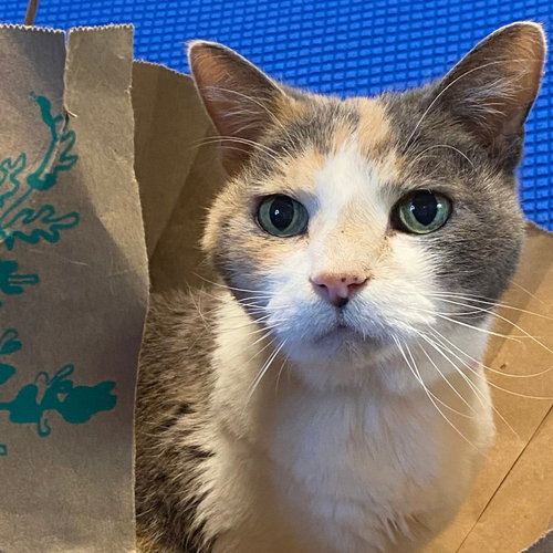 KITTY KIKI [PERMANENT FOSTER] - Domestic Short Hair available for adoption