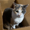 Kitty Kiki [Permanent Foster] - Photo 3