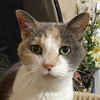 Kitty Kiki [Permanent Foster] - Photo 4