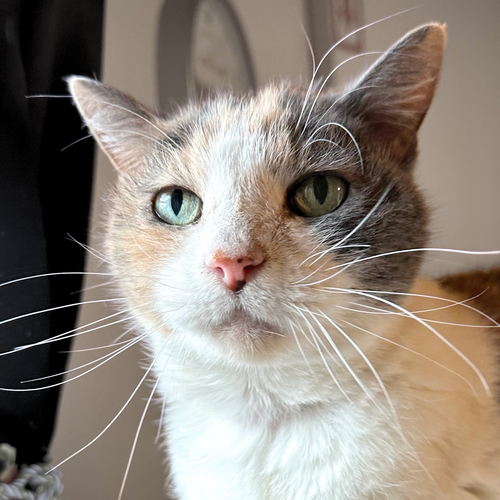 Kitty Kiki [Hospice Foster], a cat for adoption from Felines & Friends New Mexico
