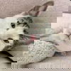 adoptable Cat in sf, NM named Crocus