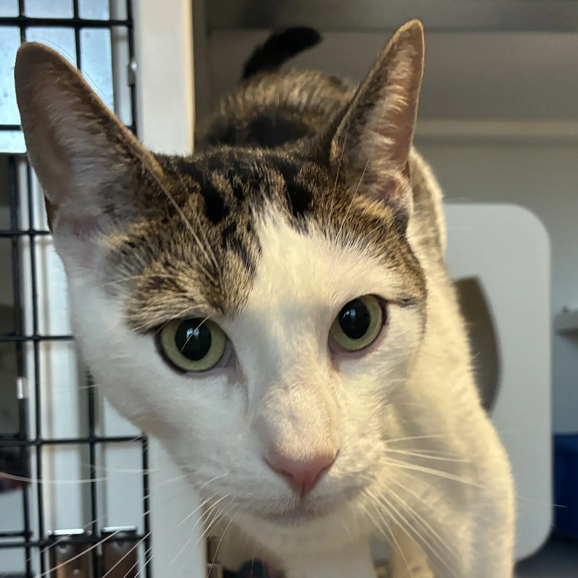 Crocus - Domestic Short Hair