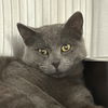 adoptable Cat in sf, NM named Polaris