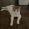 adoptable Cat in sf, NM named Norm (and Cliff)