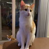 adoptable Cat in sf, NM named Cliff (and Norm)