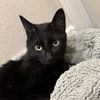 adoptable Cat in sf, NM named Pet-Pet