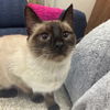 adoptable Cat in sf, NM named Cocoa
