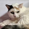 adoptable Cat in sf, NM named Malushka