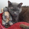 adoptable Cat in  named Dame Maggie Smith
