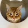 adoptable Cat in sf, NM named Shasta
