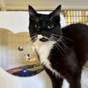 adoptable Cat in sf, NM named Katy
