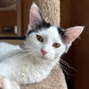 adoptable Cat in , NM named Brioche