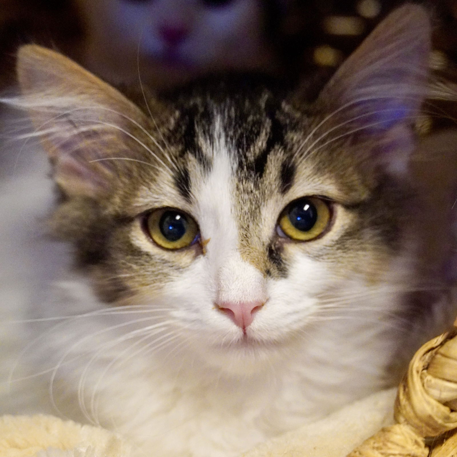 adoptable Cat in SF, NM named Strudel