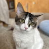 adoptable Cat in , NM named Strudel