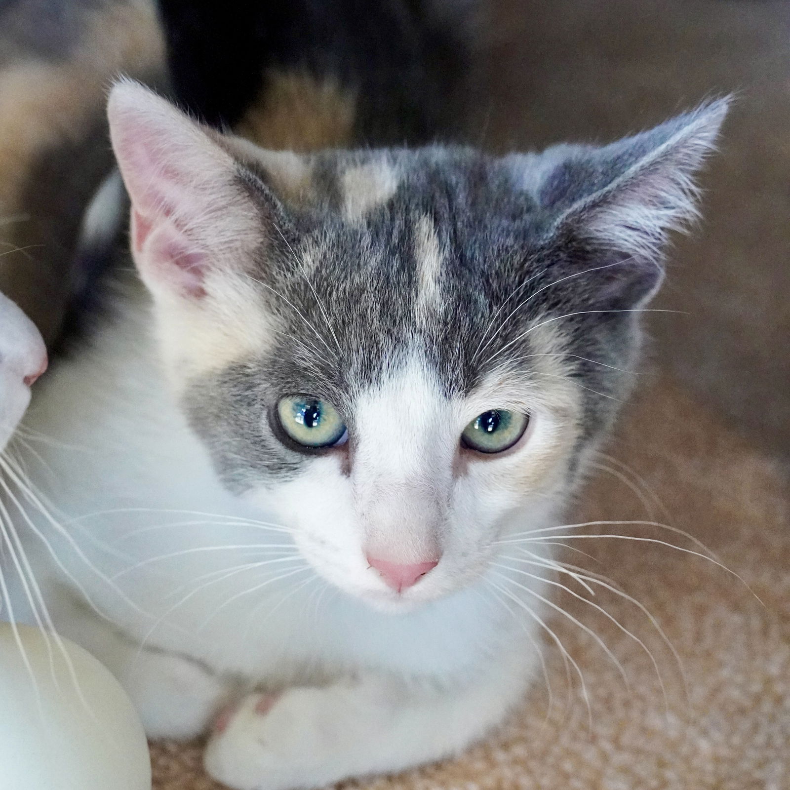 adoptable Cat in SF, NM named Fanta